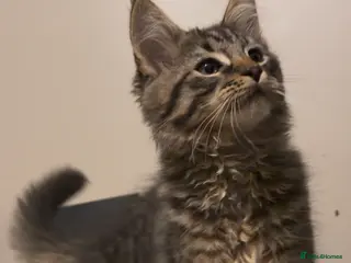 Maine Coon cats Gorgeous Maine Coon Cross Kitten Ready Now! - Advert 1