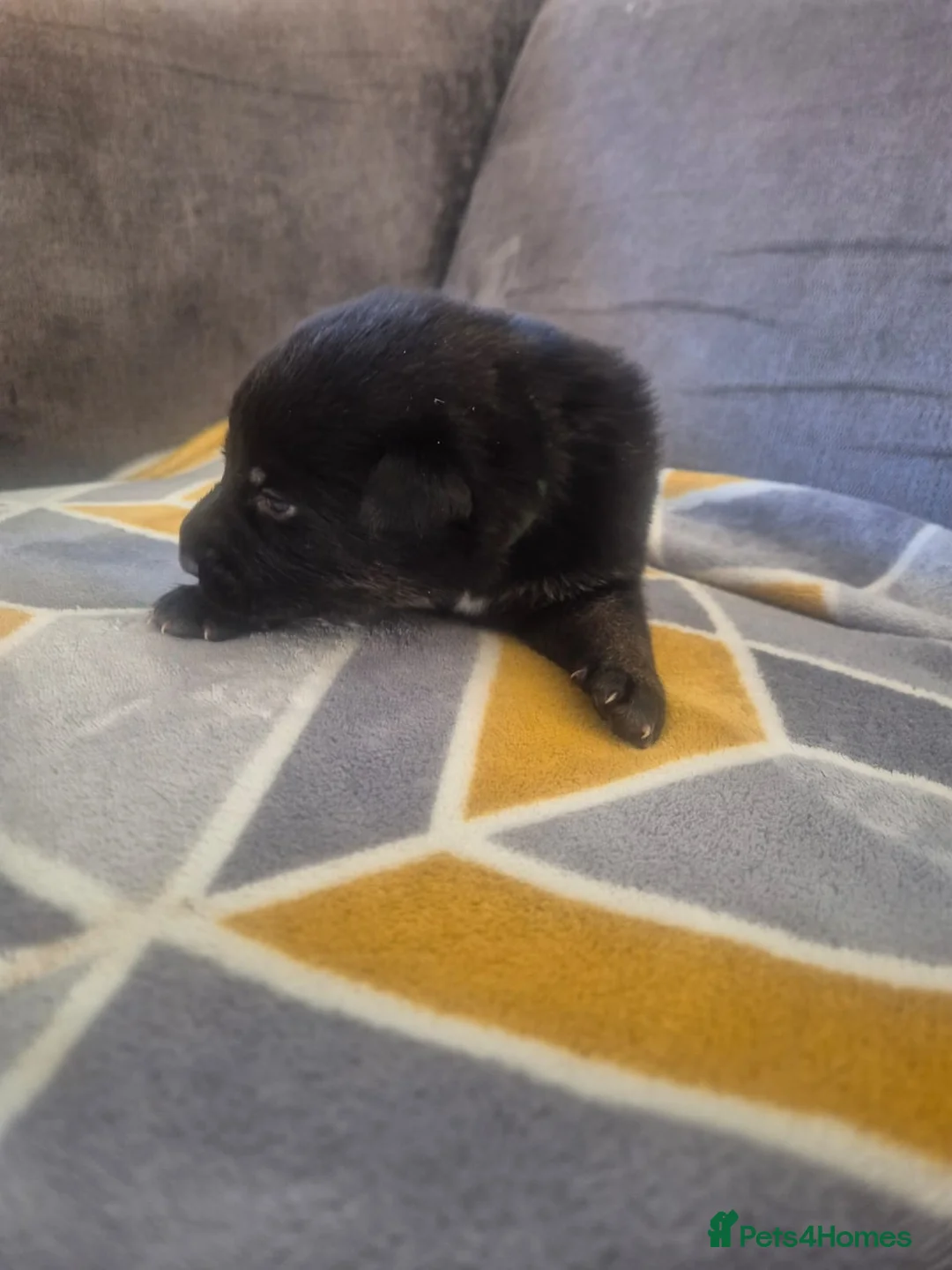 Mixed Breed dogs for sale: READY NOW! Stunning litter of puppies!! - Advert 17