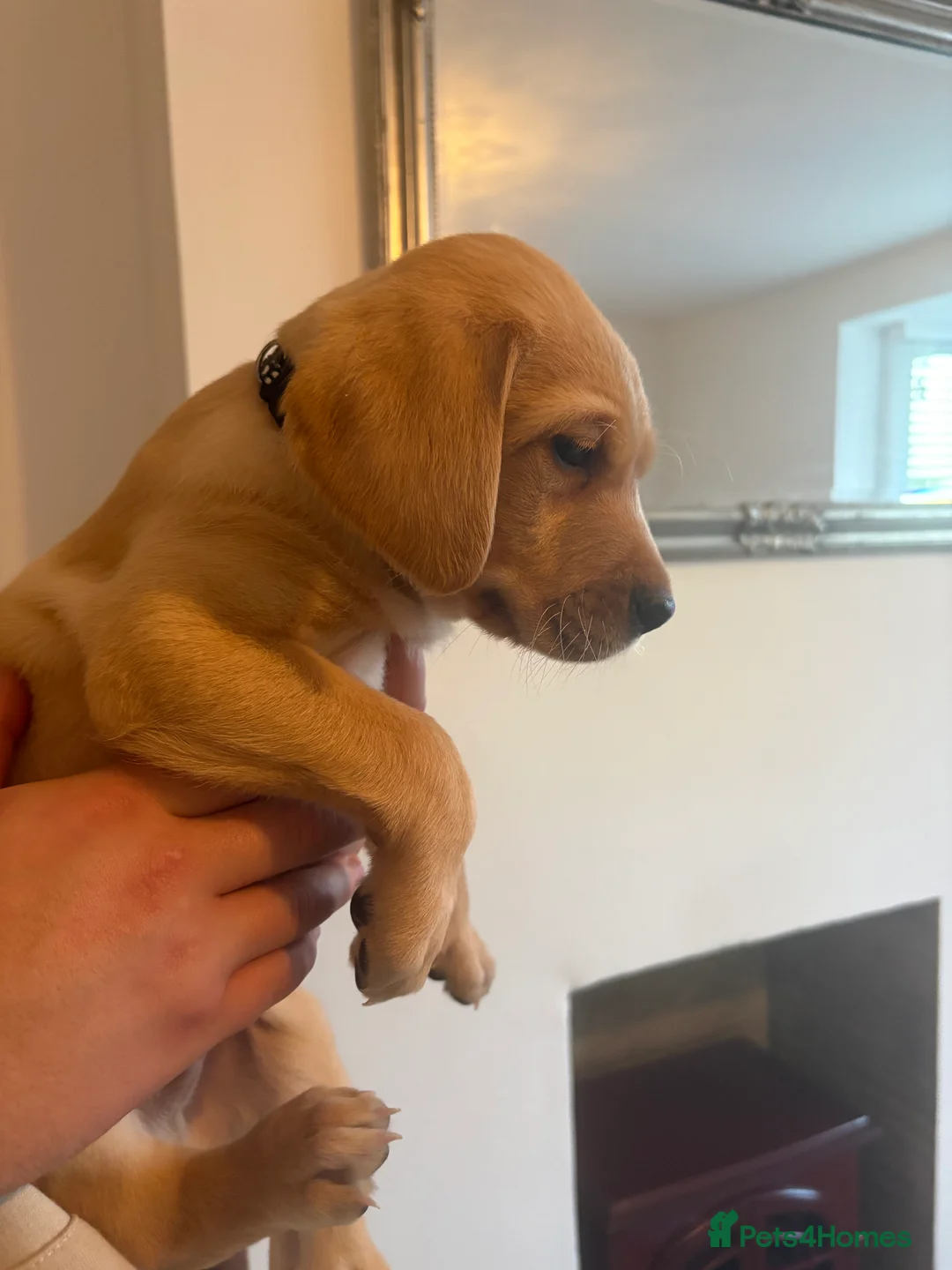 Labrador Retriever dogs for sale: 4 PUPS LEFT!! KC registered Labrador Puppies  - Advert 35