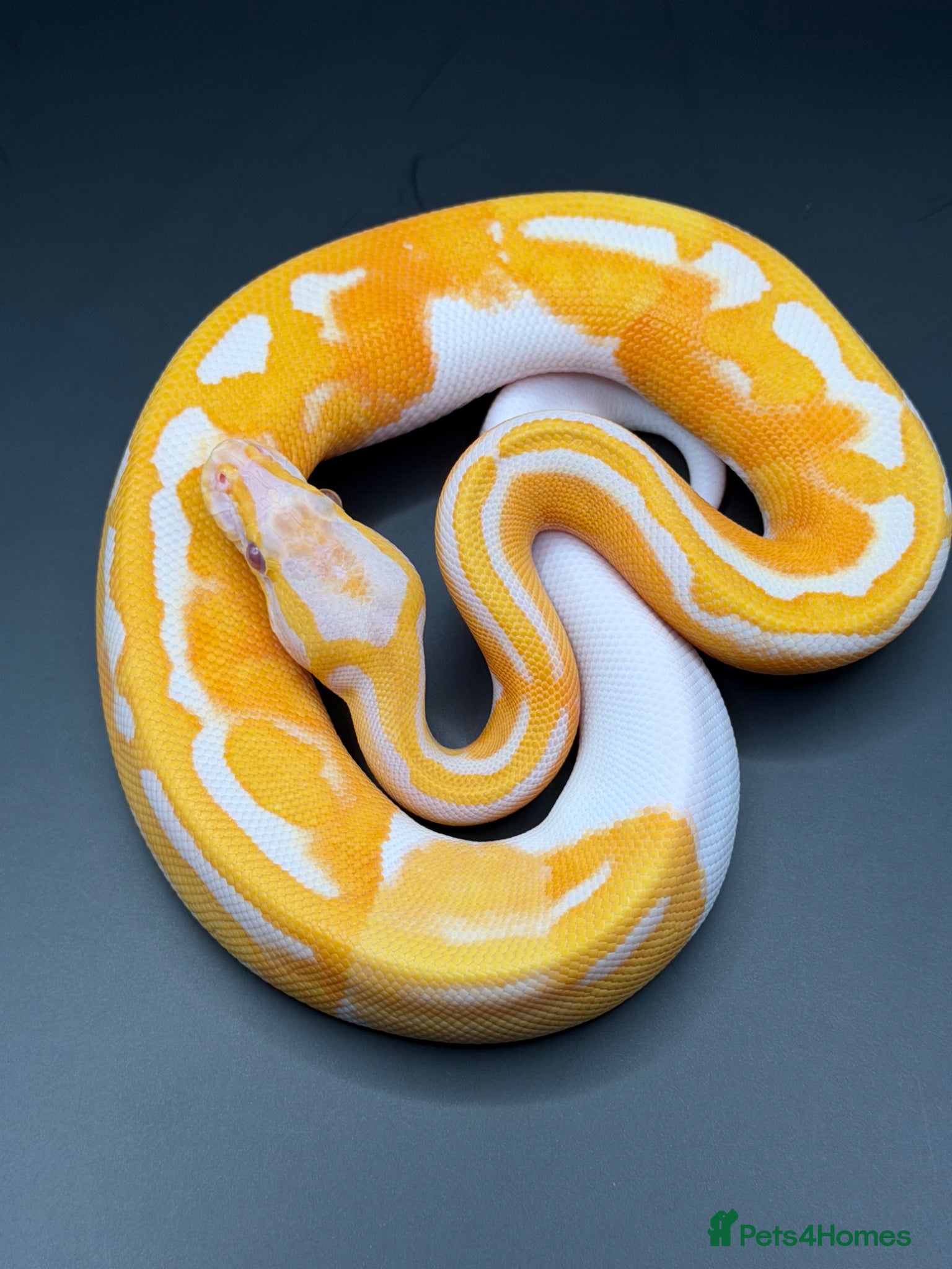 Python Snake reptiles Dreamsicle ball/royal python hatchlings  - Advert 2