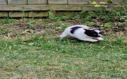 Mixed Breed dogs for sale: Jack Russel x pomeranian - Image 14