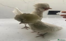 Chickens poultry for sale: rehoming silkie ,polish ,frizzle polish ,etc - Image 8