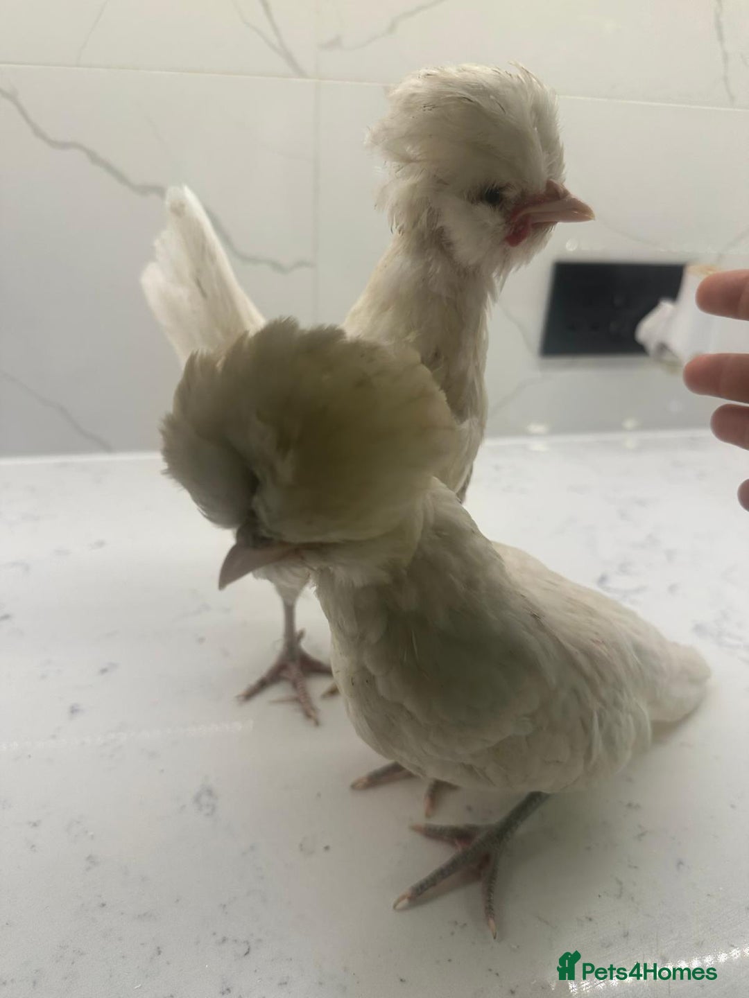 Chickens poultry for sale: rehoming silkie ,polish ,frizzle polish ,etc - Image 8