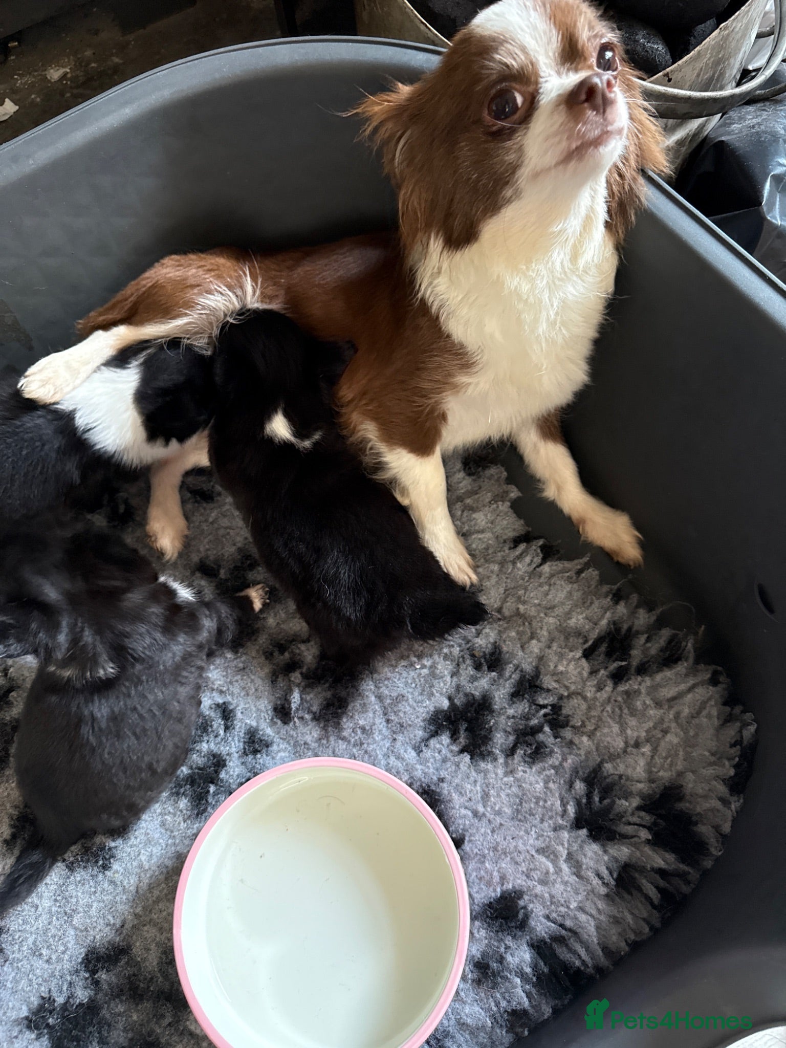 Chihuahua dogs Stunning litter of 4 long coat chihuahuas  - Advert 2