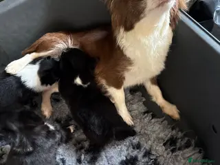 Chihuahua dogs Stunning litter of 4 long coat chihuahuas - Advert 2