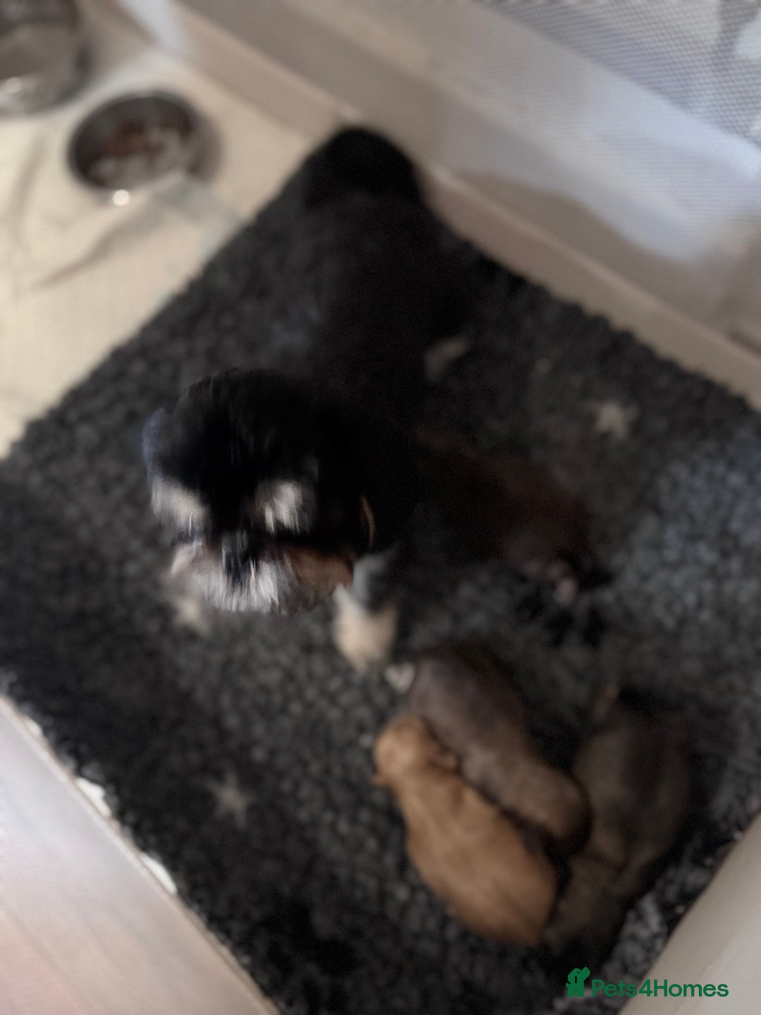 Shih Tzu dogs for sale: KC Registered Imp Shihtzu pups - Image 15