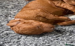 Labradoodle dogs for sale: Stunning red miniature labradoodle puppies - Image 5