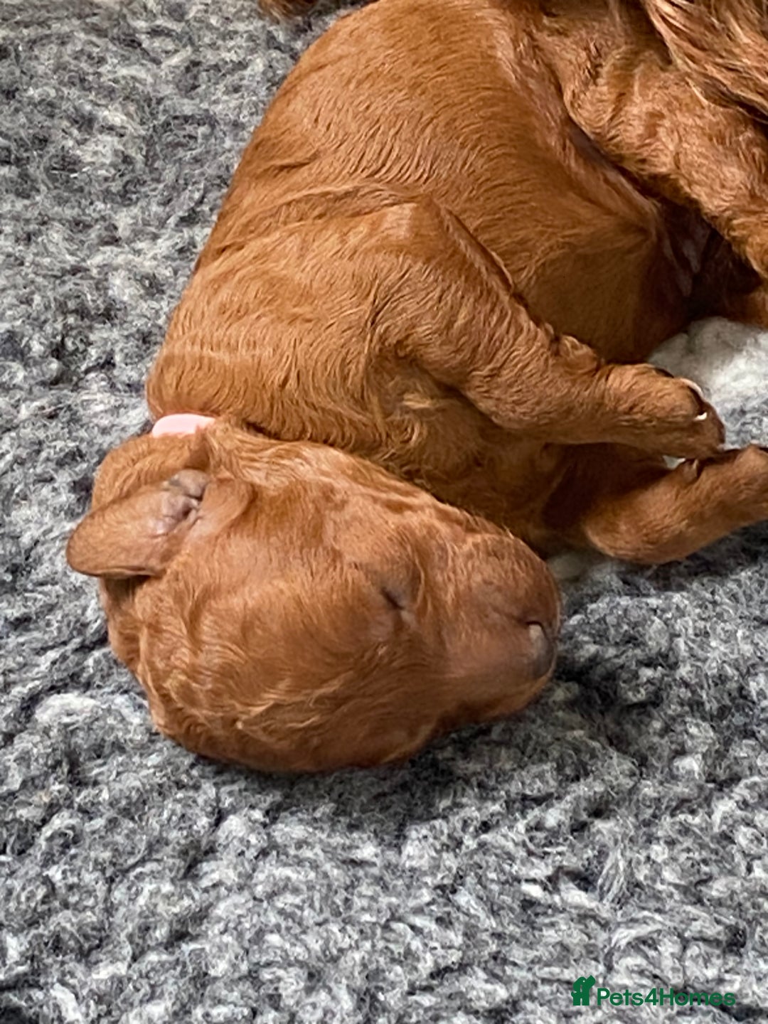 Labradoodle dogs for sale: Stunning red miniature labradoodle puppies - Image 5
