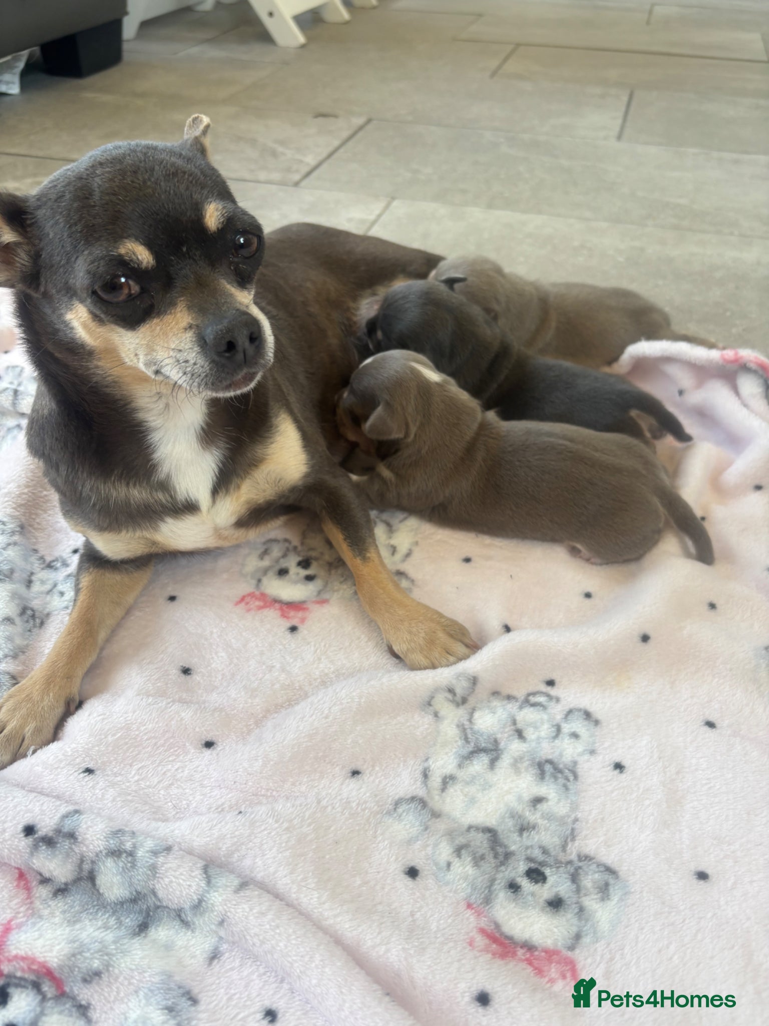 Chihuahua dogs CHIHUAHUA BEAUTIFUL PUPS READY 20TH JUNE - Advert 1