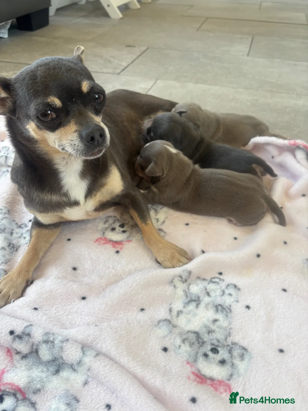 Chihuahua dogs for sale: CHIHUAHUA BEAUTIFUL PUPS READY 20TH JUNE - Advert 1