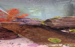 Axolotl reptiles for sale: Pair of axolotl  - Image 9