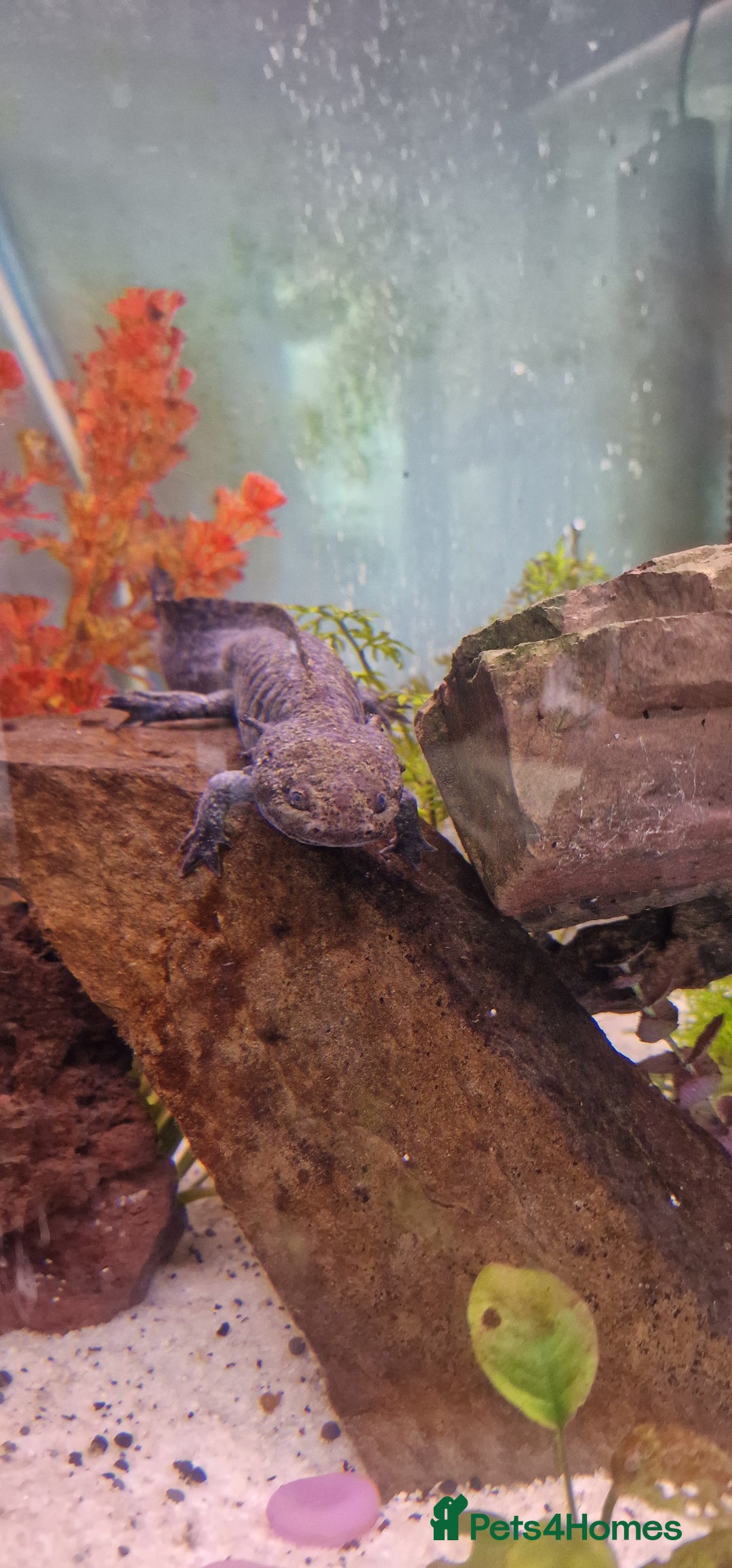 Axolotl reptiles for sale: Pair of axolotl  - Image 9