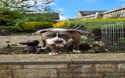 Mixed Breed dogs for sale: With a heavy heart up for rehoming  - Image 4