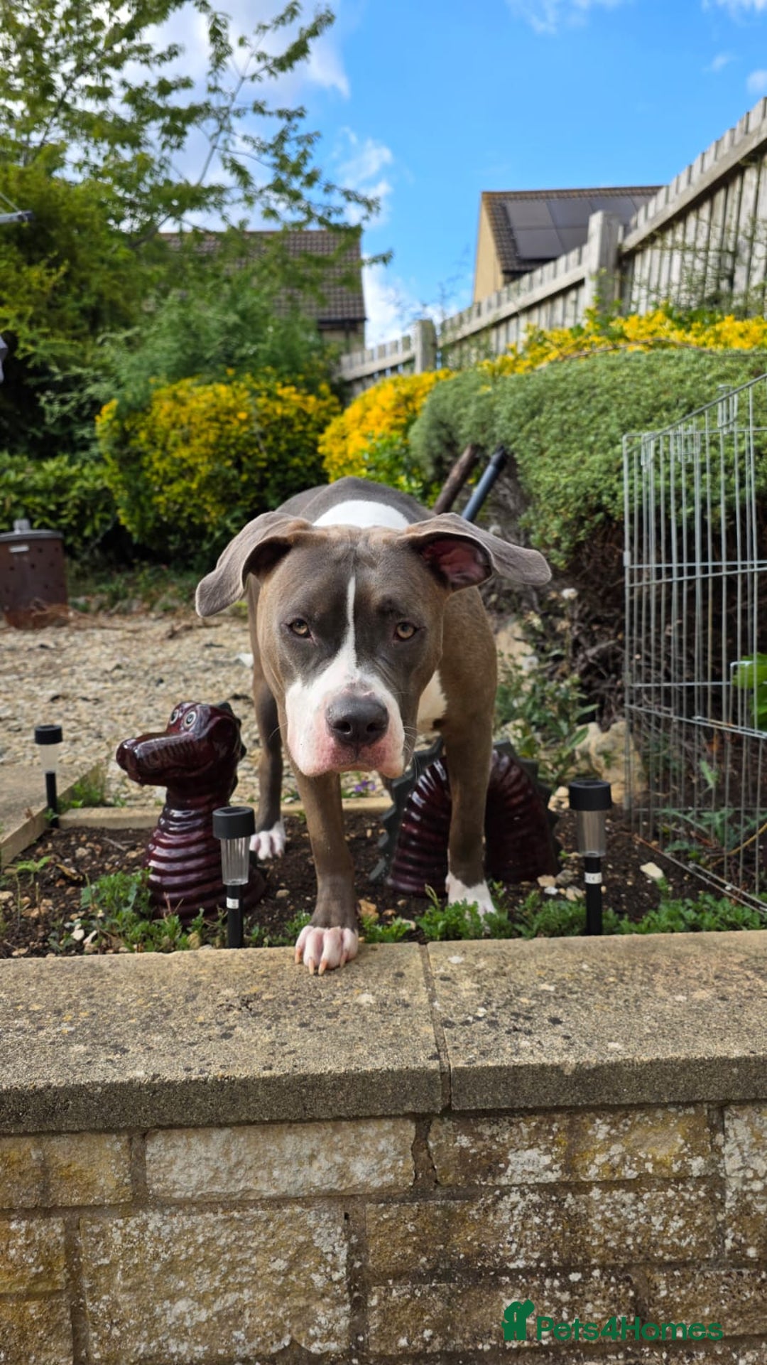 Mixed Breed dogs for sale: With a heavy heart up for rehoming  - Image 4