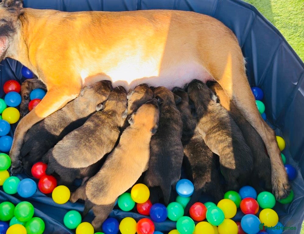 Belgian Shepherd Dog dogs Champion lines Dutch herder / Malinois puppies  - Advert 10