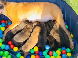 Belgian Shepherd Dog dogs Champion lines Dutch herder / Malinois puppies - Advert 10