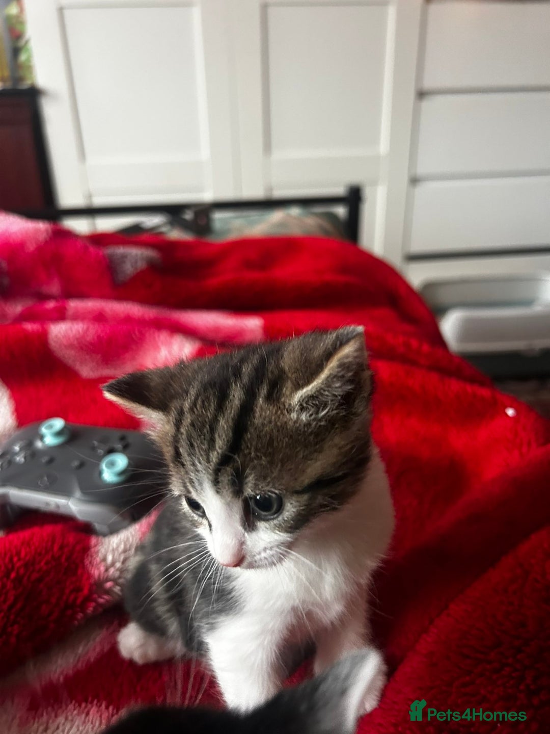 Mixed Breed cats for sale: Three kittens for sale - Advert 4