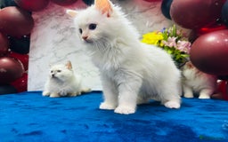 Ragdoll cats for sale: TICA Registered Magnificent Ragdoll kittens  - Image 21