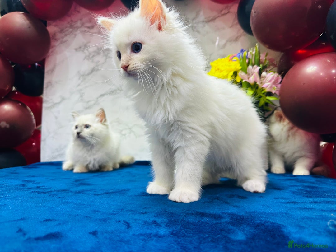 Ragdoll cats for sale: TICA Registered Magnificent Ragdoll kittens  - Image 21