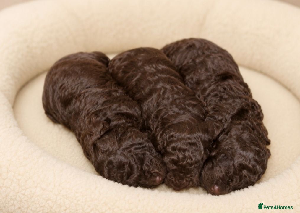 Mixed Breed dogs ADORABLE F1BB GOLDENDOODLE PUPPIES - Advert 2