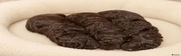Mixed Breed dogs for sale: ADORABLE F1BB GOLDENDOODLE PUPPIES in Todmorden - Advert 2