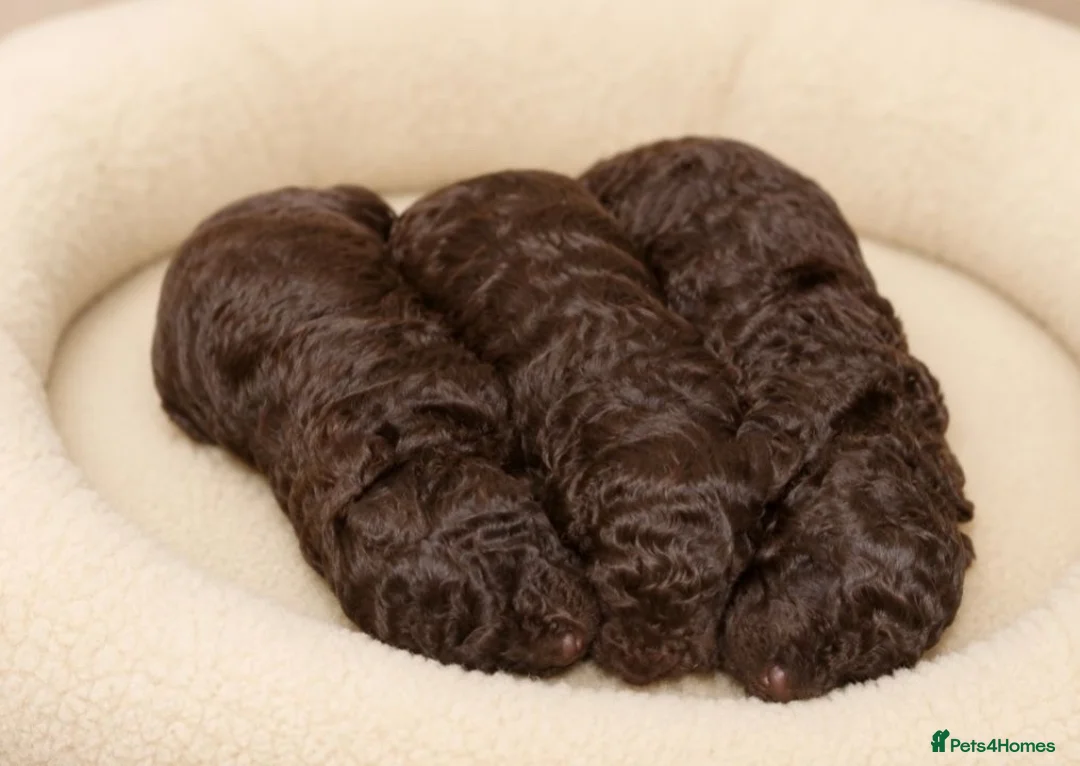 Mixed Breed dogs for sale: ADORABLE F1BB GOLDENDOODLE PUPPIES in Todmorden - Advert 2