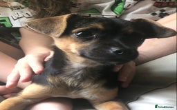 Mixed Breed dogs for sale: Jack-Chi boy for sale - Image 2