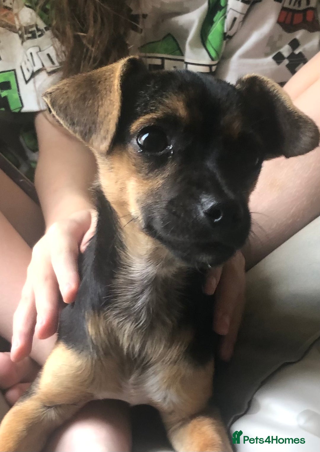 Mixed Breed dogs for sale: Jack-Chi boy for sale - Image 2