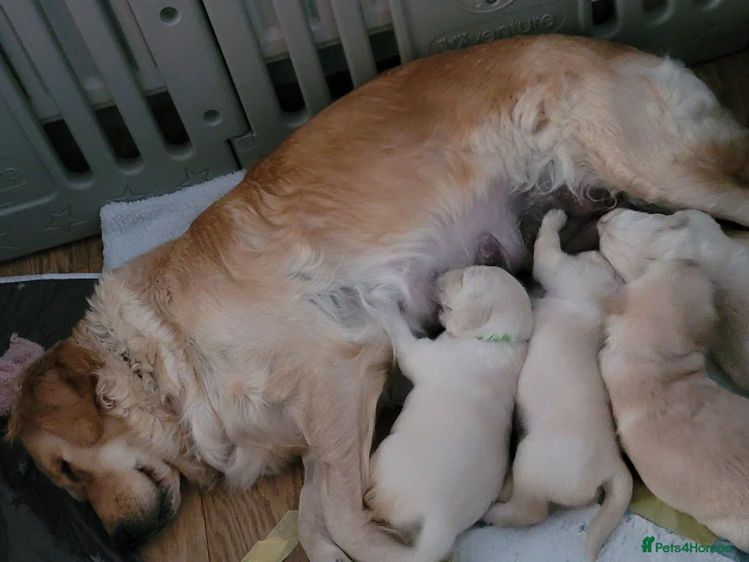 Golden Retriever dogs for sale: KC Registered Golden Retriever Puppies  in Poole - Advert 2
