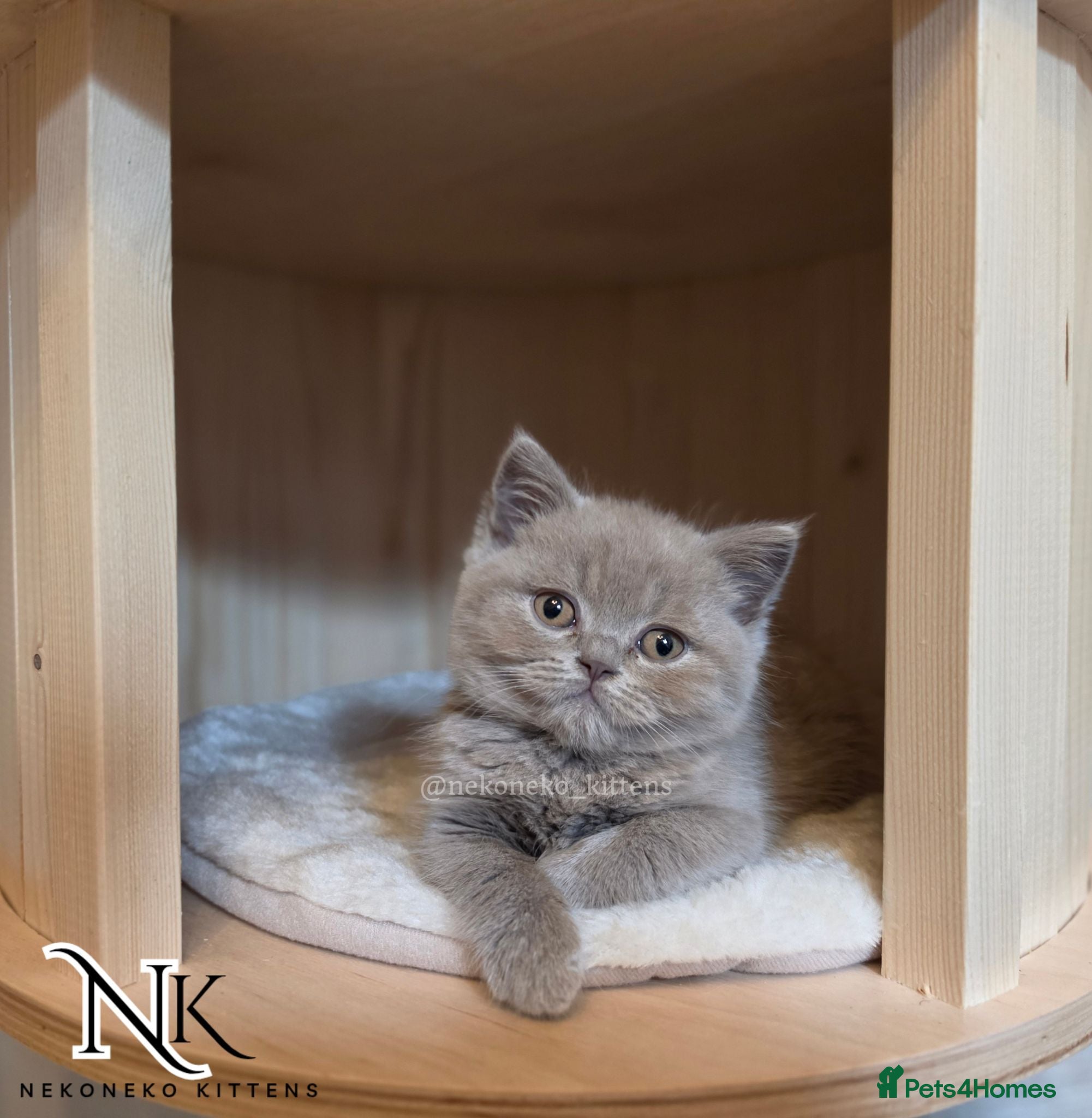 British Shorthair cats ‼️READY TO LEAVE ‼️ - Advert 2