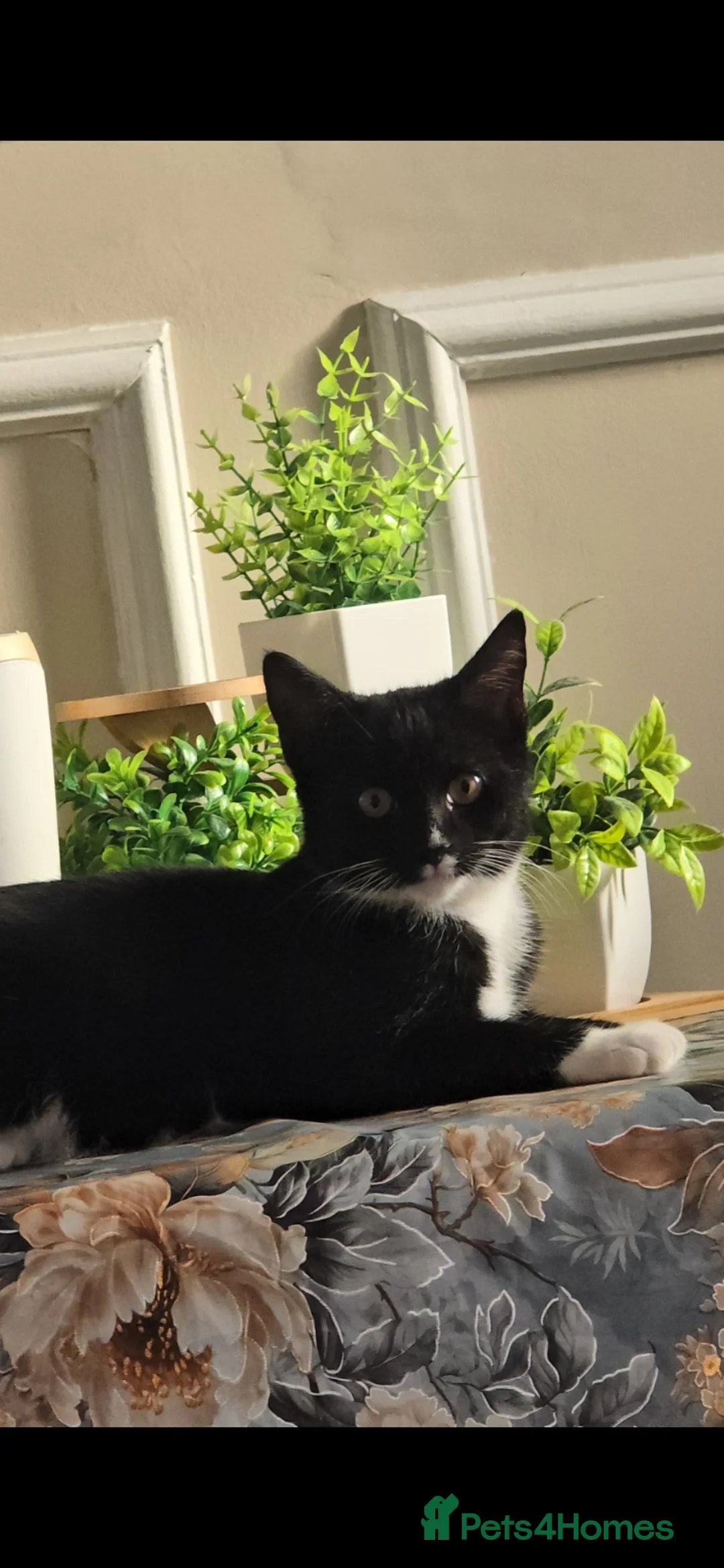 Mixed Breed cats for sale: Gorgeous Tuxedo Cat – Friendly, Playful - Advert 1