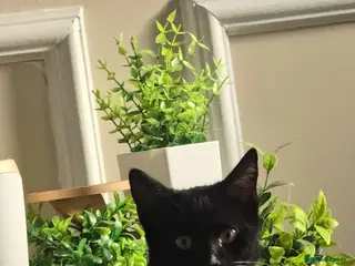 Mixed Breed cats Gorgeous Tuxedo Cat – Friendly, Playful - Advert 1