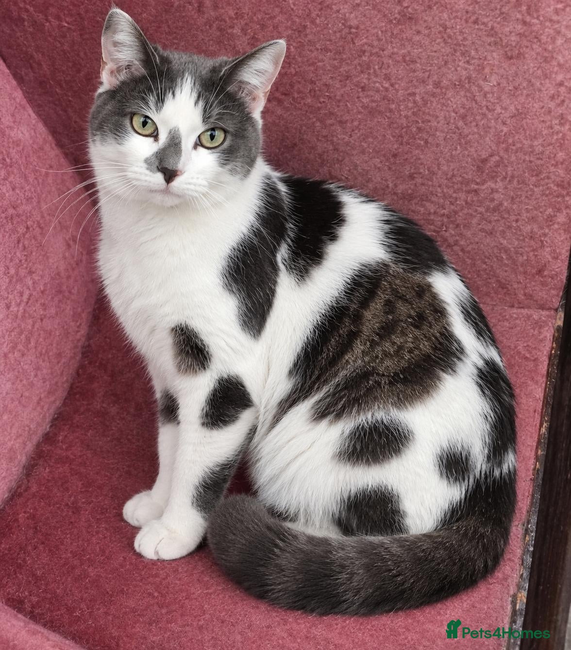 Mixed Breed cats Farm kittens available 1 boy, 1 girl  - Advert 1