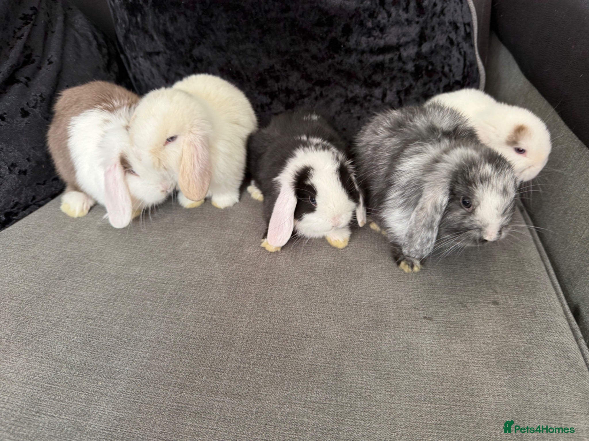 Mini Lop rabbits Ready To Leave Now - last remaining buns left 🐰 - Advert 2