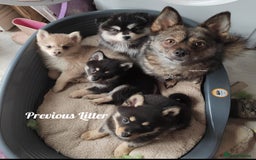 Pomsky dogs for sale: Stunning Pomsky Puppies! Health tested parents.  - Image 11