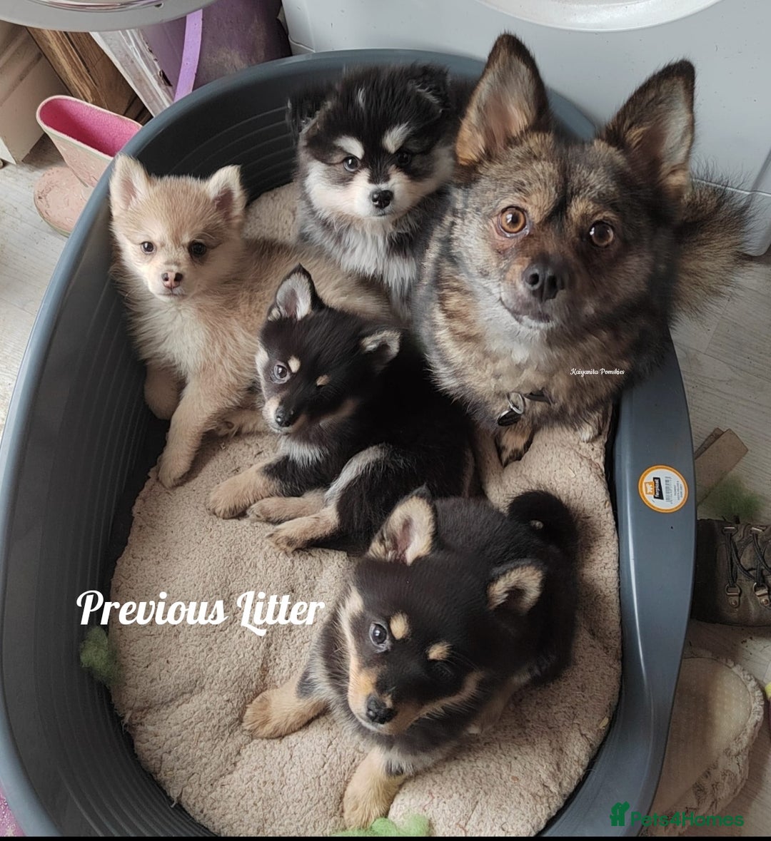 Pomsky dogs for sale: Stunning Pomsky Puppies! Health tested parents.  - Image 11