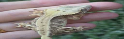 Gecko reptiles for sale: Crested geckos  - Advert 5