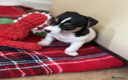Jack Russell dogs for sale: Jack Russell Pure Breed Puppy’s  - Image 36