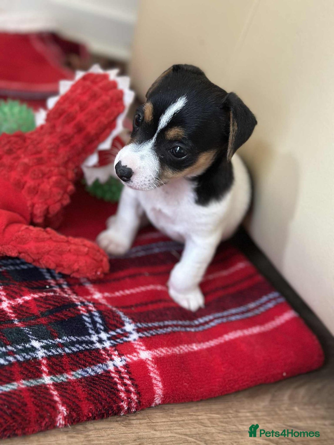 Jack Russell dogs for sale: Jack Russell Pure Breed Puppy’s  - Image 36