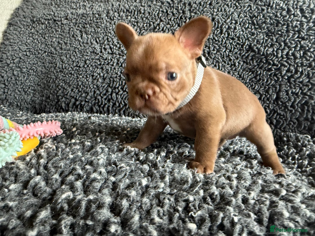 French Bulldog dogs for sale: French Bulldog Puppies. Rojo, New Shade, Isabella. - Advert 7