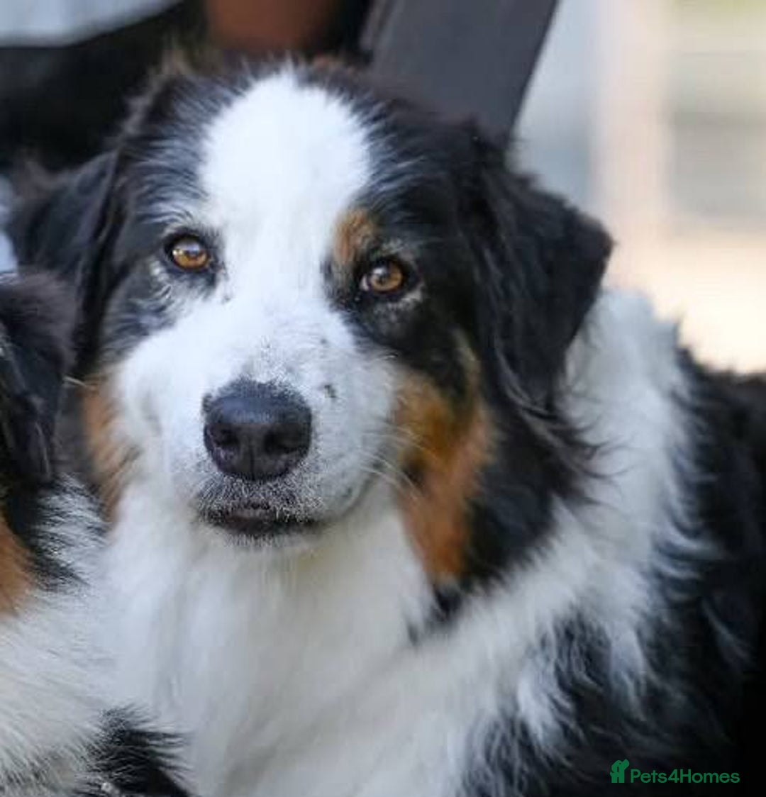 Australian Shepherd dogs for sale: Australian shepherd  - Image 2