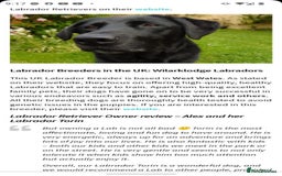 Labrador Retriever dogs for sale: Carefully & selectively bred, versatile pets, FTCH - Image 24