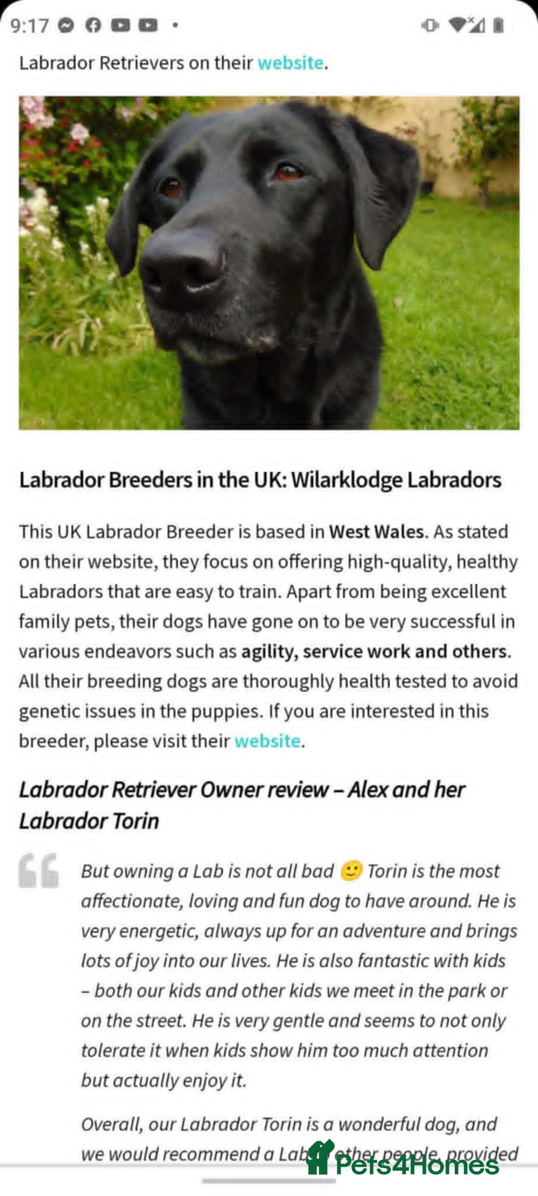 Labrador Retriever dogs for sale: Carefully & selectively bred, versatile pets, FTCH - Image 24