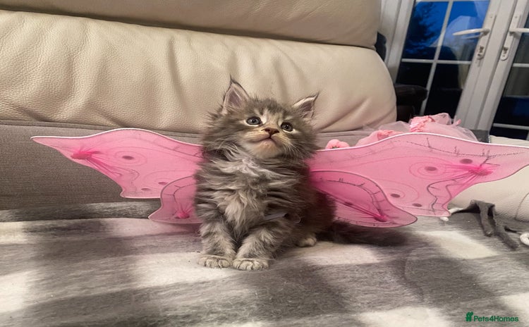Maine Coon cats - Advert 6