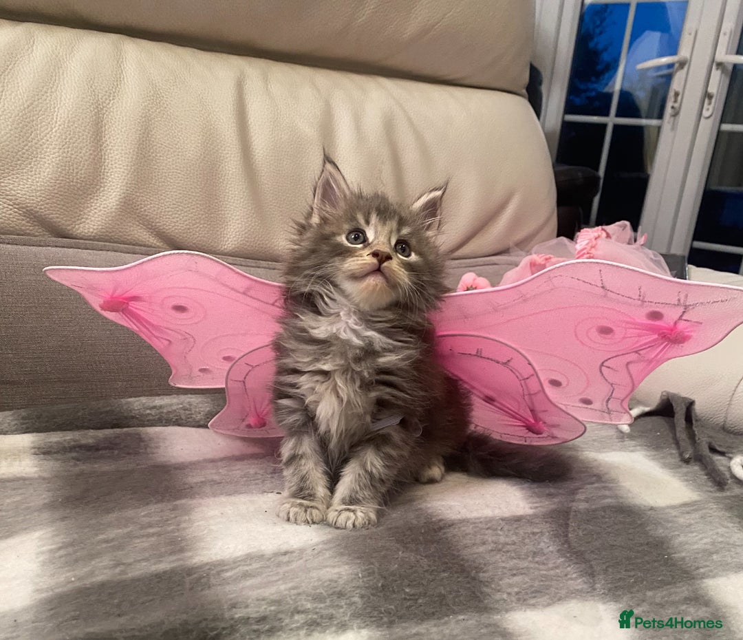Maine Coon cats for sale: Pedigree Maine Coon Kittens Champion-Giant Russian - Image 5