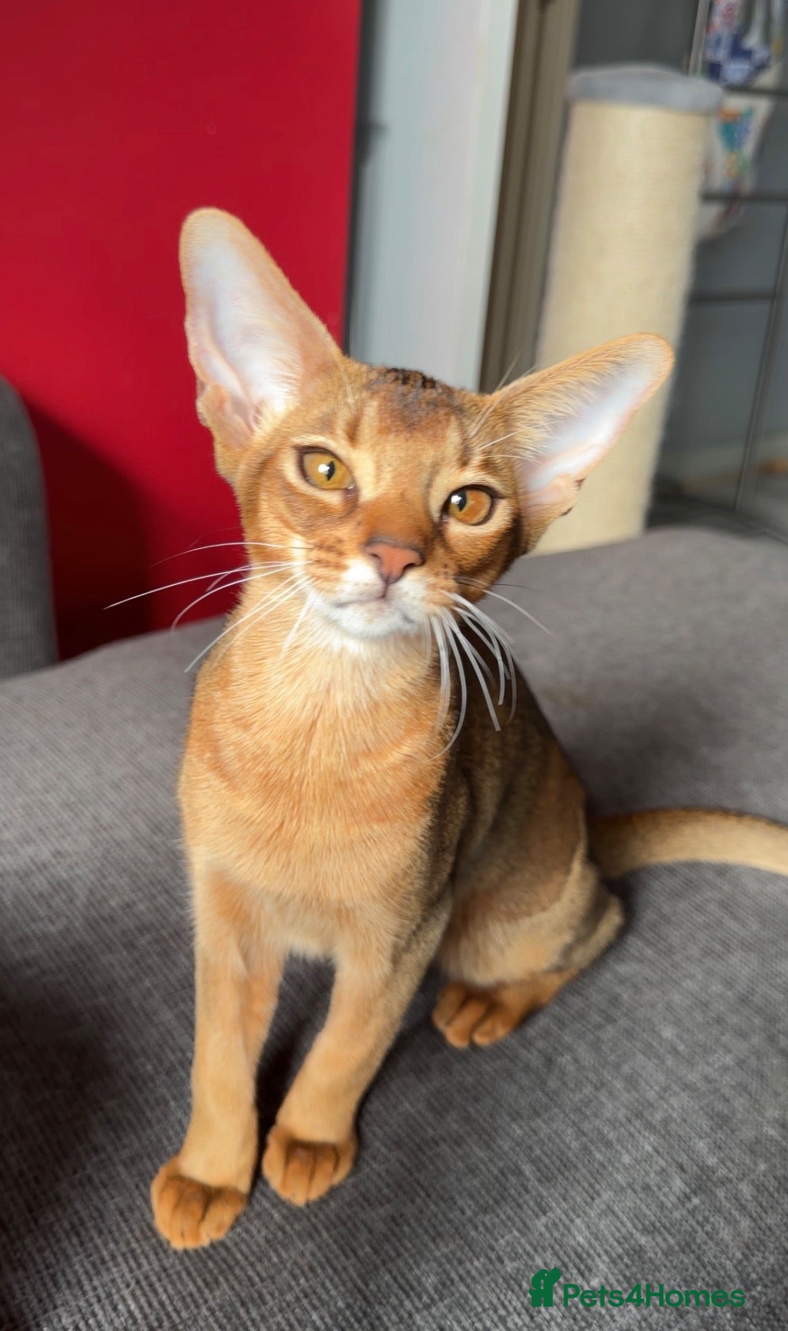 Abyssinian cats Gorgeous Abyssinian ruddy girls🤎❤️ - Advert 2