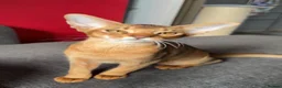 Abyssinian cats for sale: Gorgeous Abyssinian ruddy girls🤎❤️ - Advert 2