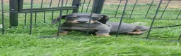 Mixed Breed dogs for sale: READY NOWPatterjack x daxie 2boys 2Girl available  - Advert 6