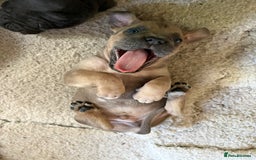 Cane Corso dogs for sale: Beautiful cane Corso puppies  - Image 16