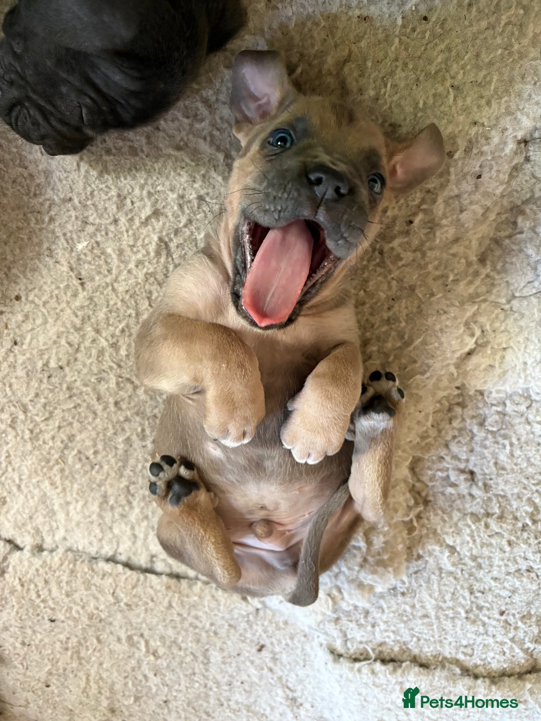 Cane Corso dogs for sale: Beautiful cane Corso puppies  - Image 16